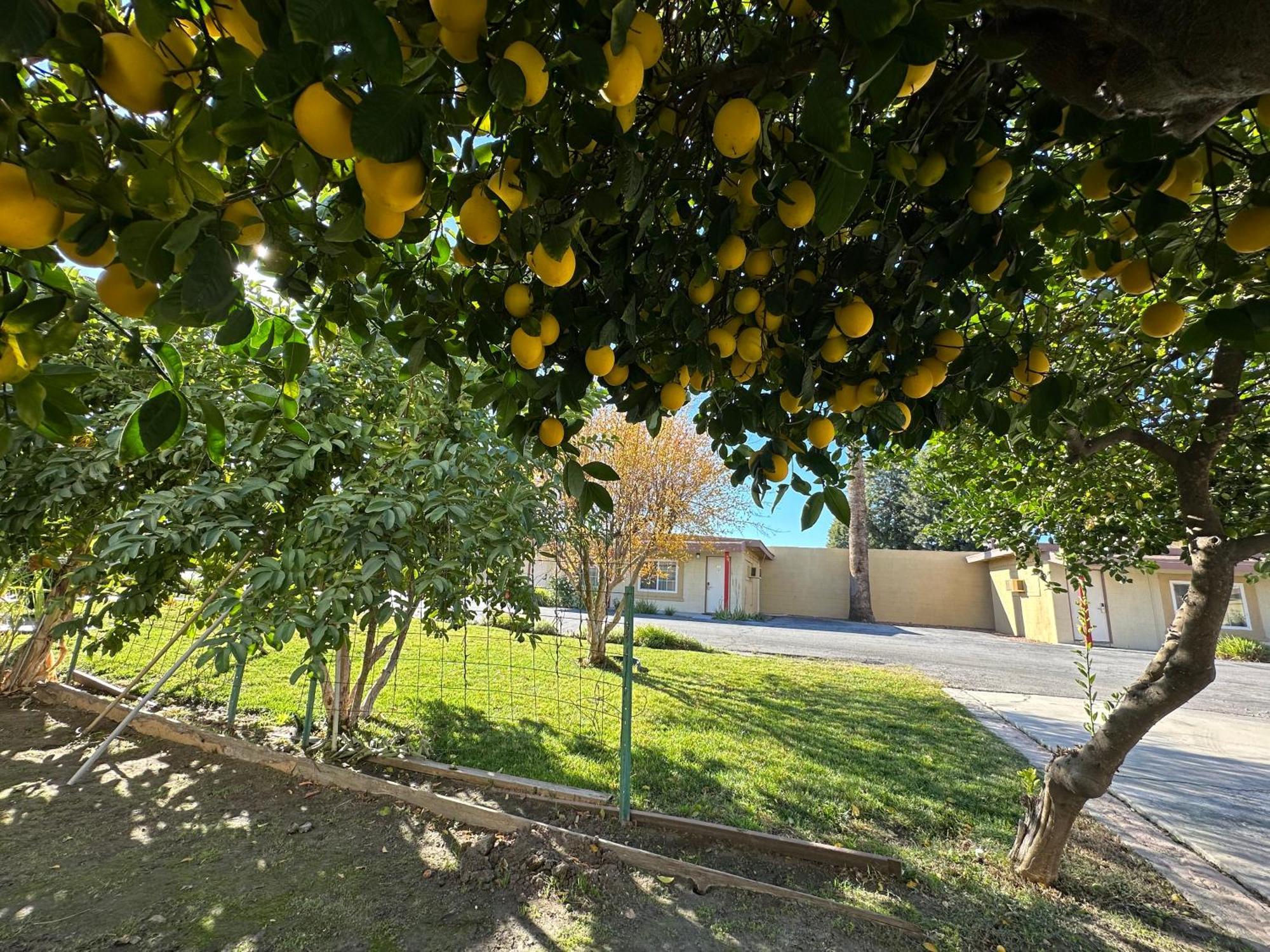 המט Royal Inn And Suites מראה חיצוני תמונה